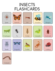 Animal Flashcards - Free Printable worksheets for kids 27