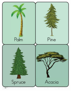 Nature Flashcards-25- Free Printable worksheets for kids