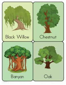 Nature Flashcards-26- Free Printable worksheets for kids